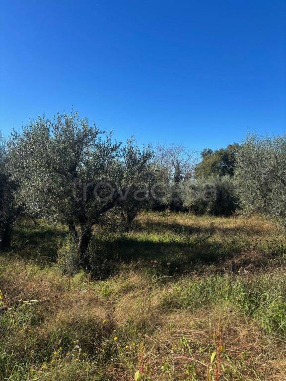 immagine annuncio 5 di 6