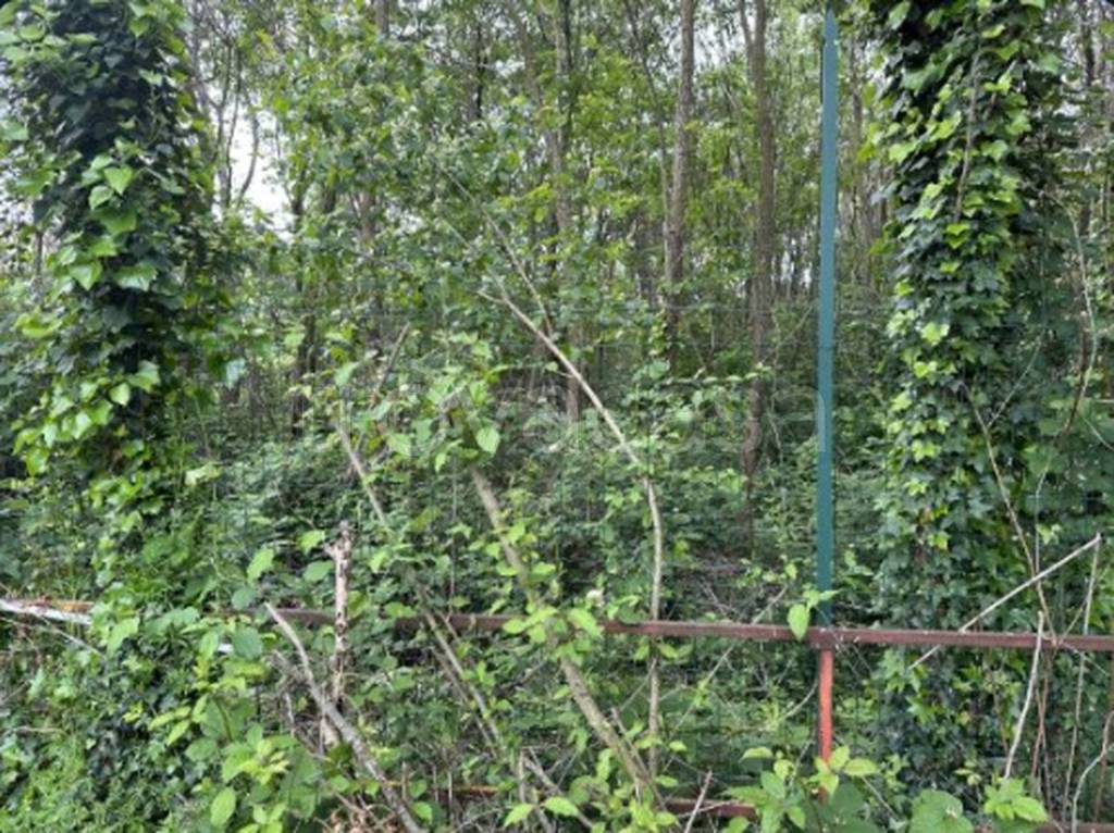 immagine annuncio 5 di 11