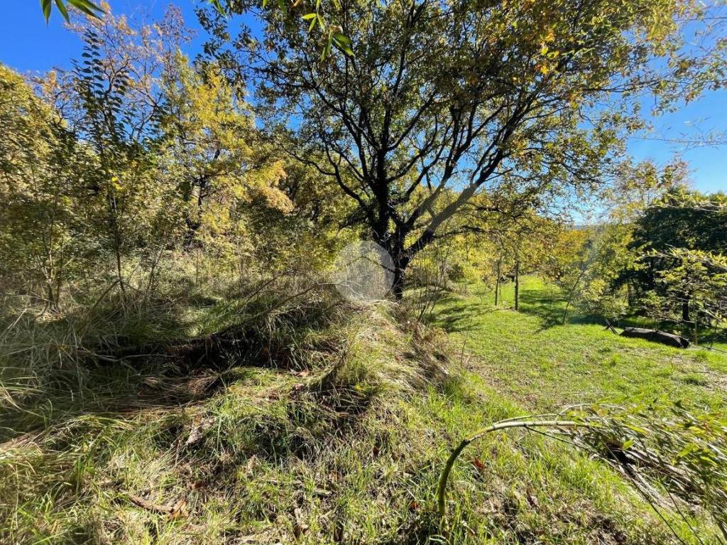 immagine annuncio 6 di 11