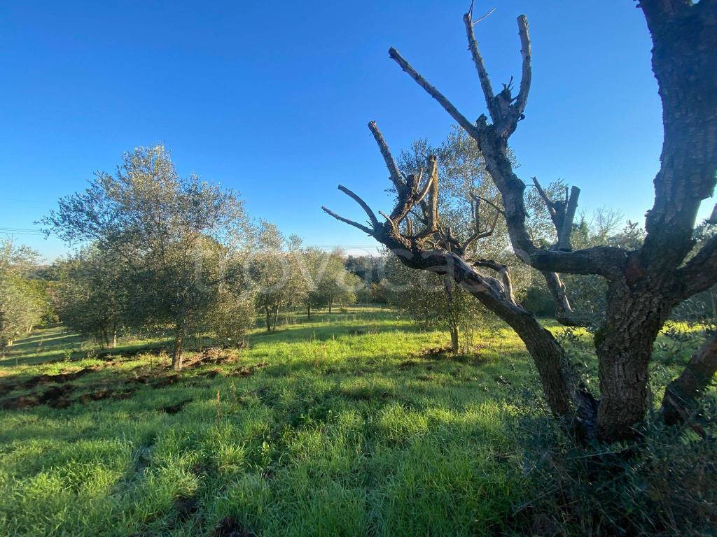 immagine annuncio 2 di 7