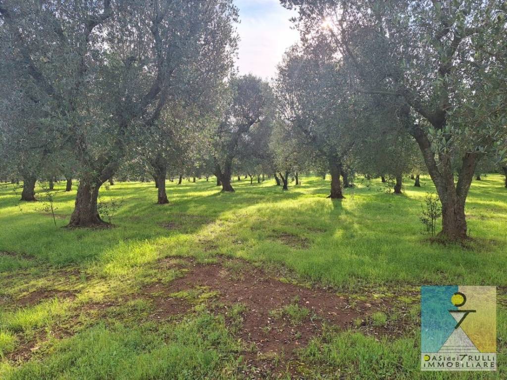 immagine annuncio 5 di 14