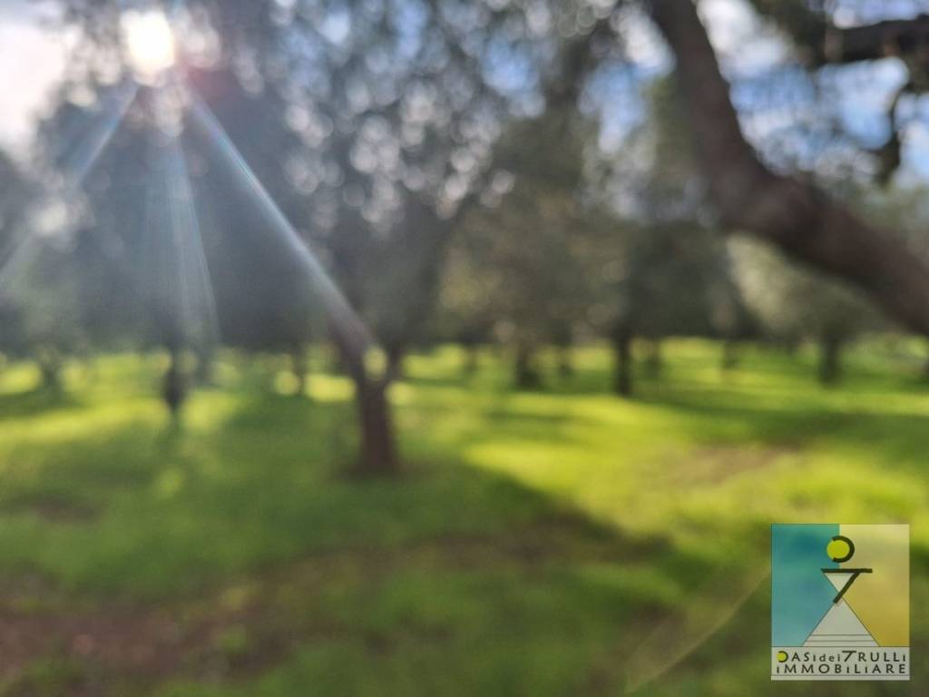 immagine annuncio 7 di 14