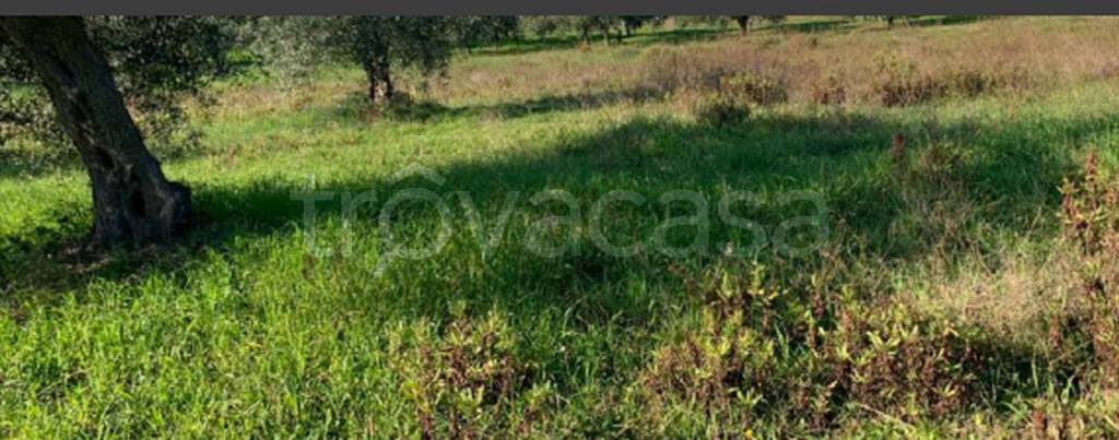 immagine annuncio 5 di 11