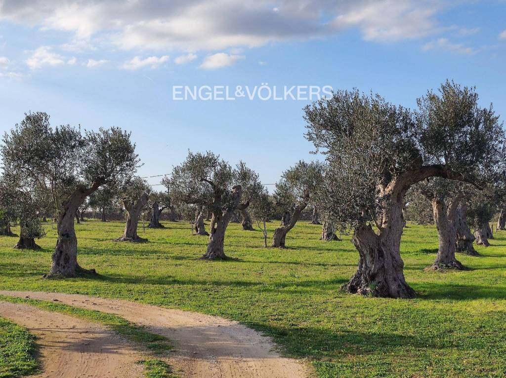 immagine annuncio 4 di 11