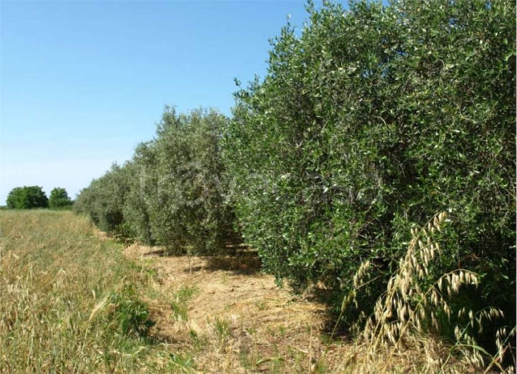 immagine annuncio 3 di 7