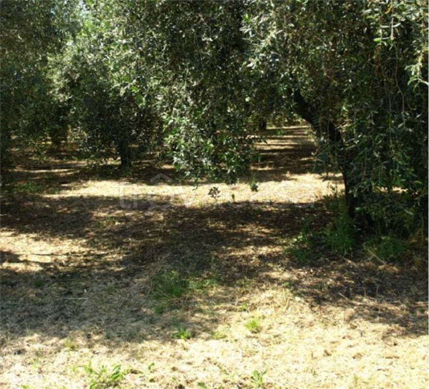 immagine annuncio 5 di 7