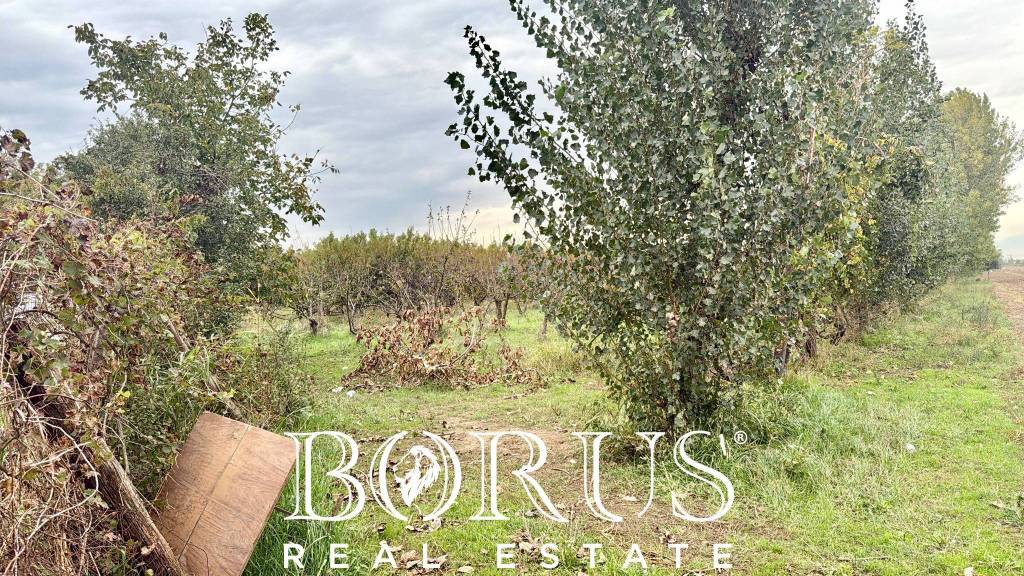 immagine annuncio 3 di 11