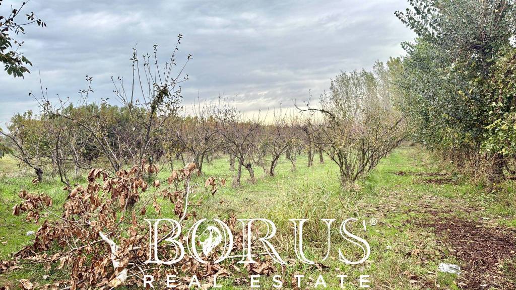 immagine annuncio 5 di 11