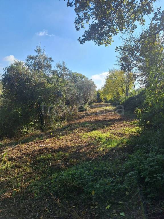 immagine annuncio 5 di 12