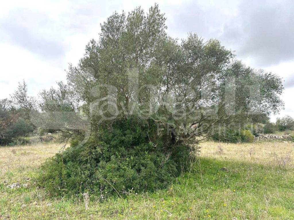 immagine annuncio 6 di 12