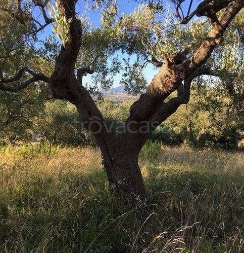 immagine annuncio 1 di 6