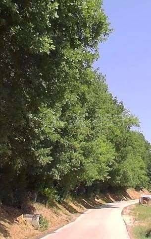 immagine annuncio 3 di 11