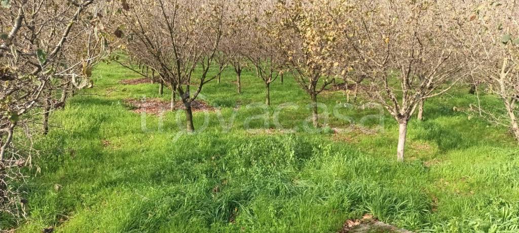 immagine annuncio 3 di 6