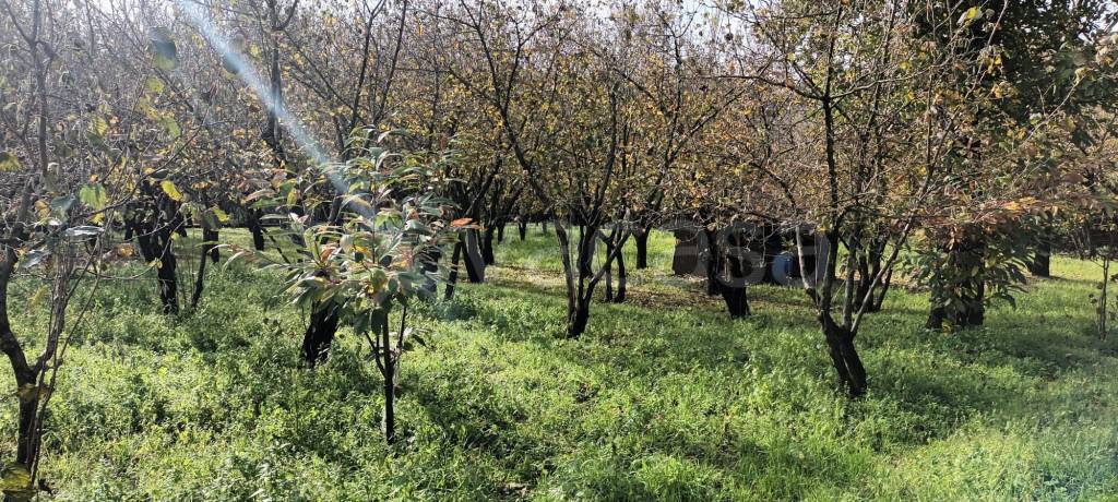 immagine annuncio 4 di 7