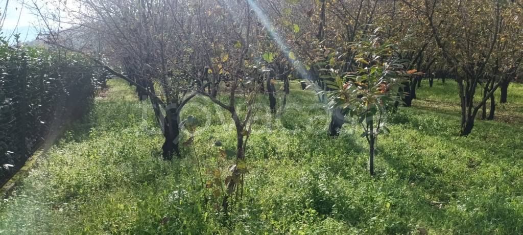 immagine annuncio 5 di 7