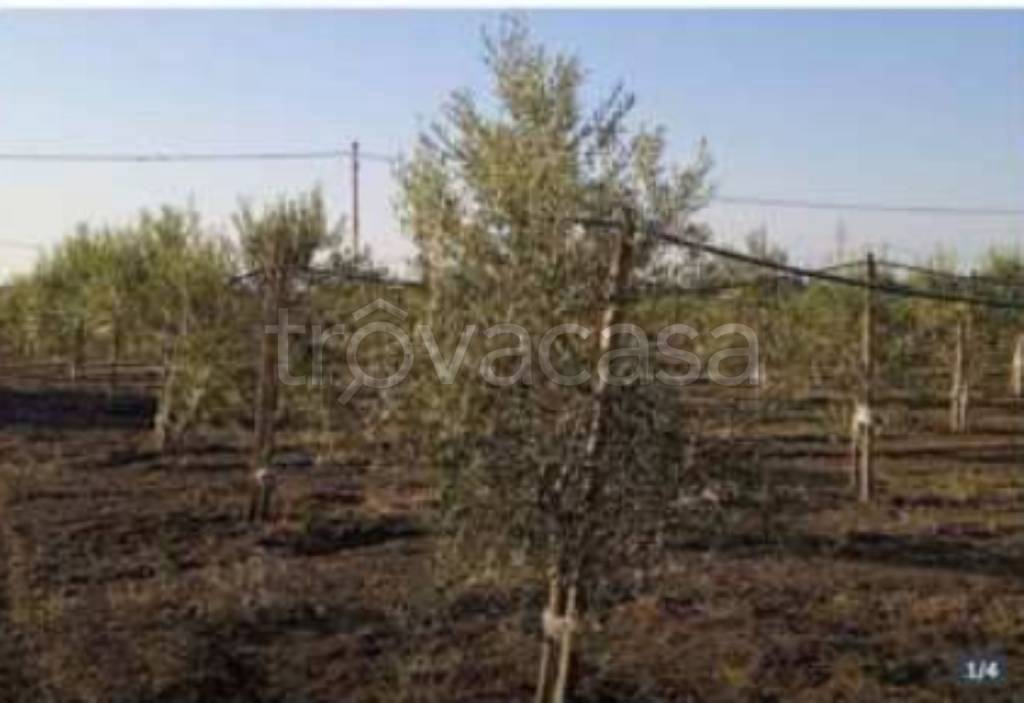 immagine annuncio 2 di 11