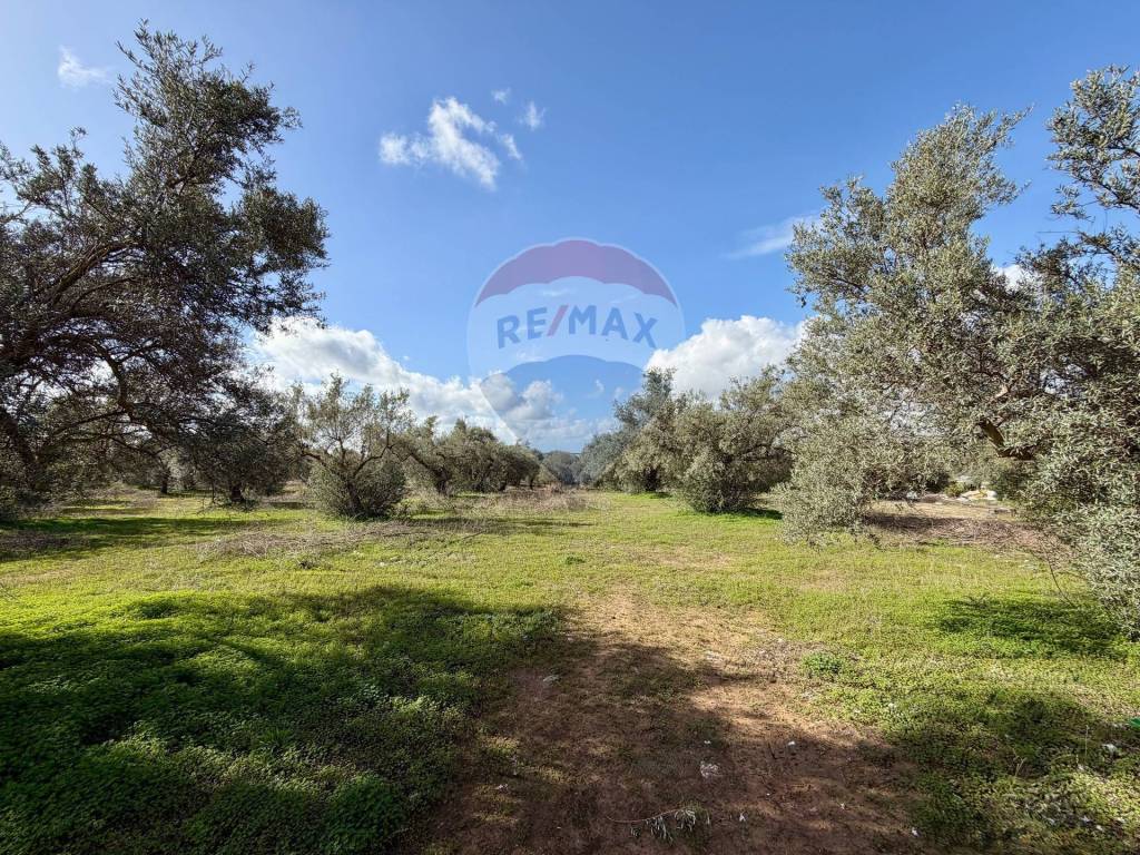 immagine annuncio 6 di 14