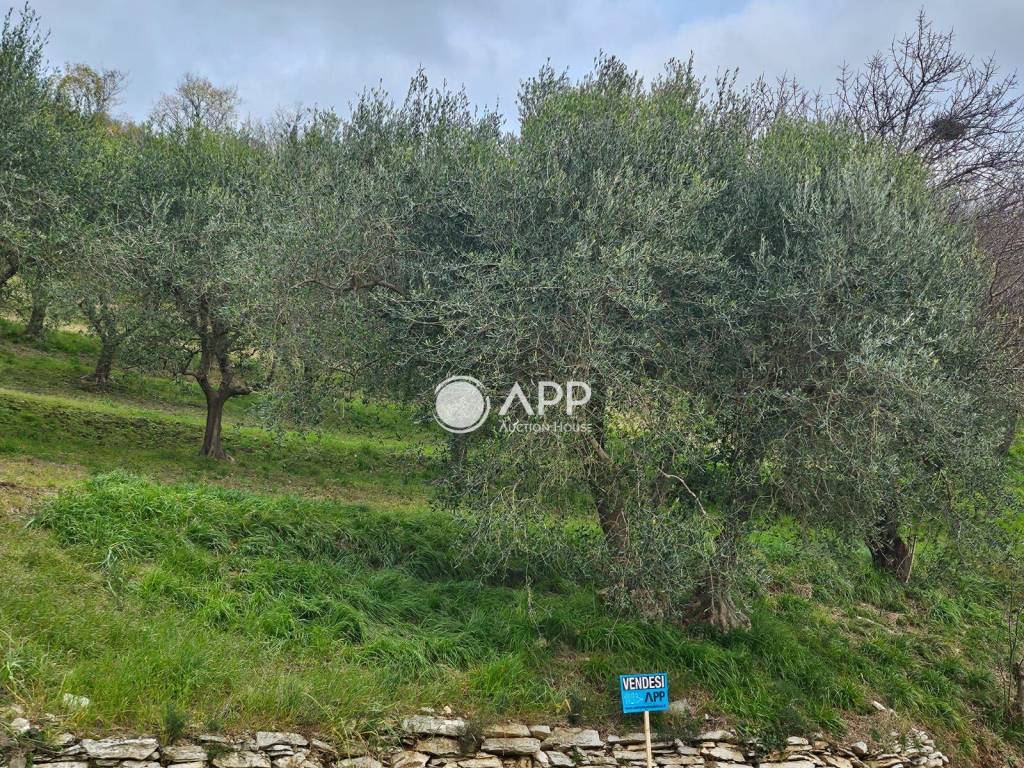 immagine annuncio 3 di 4