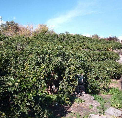 immagine annuncio 6 di 8