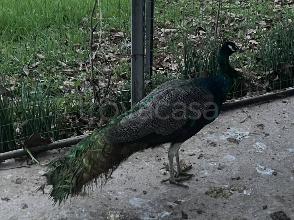 immagine annuncio 10 di 15