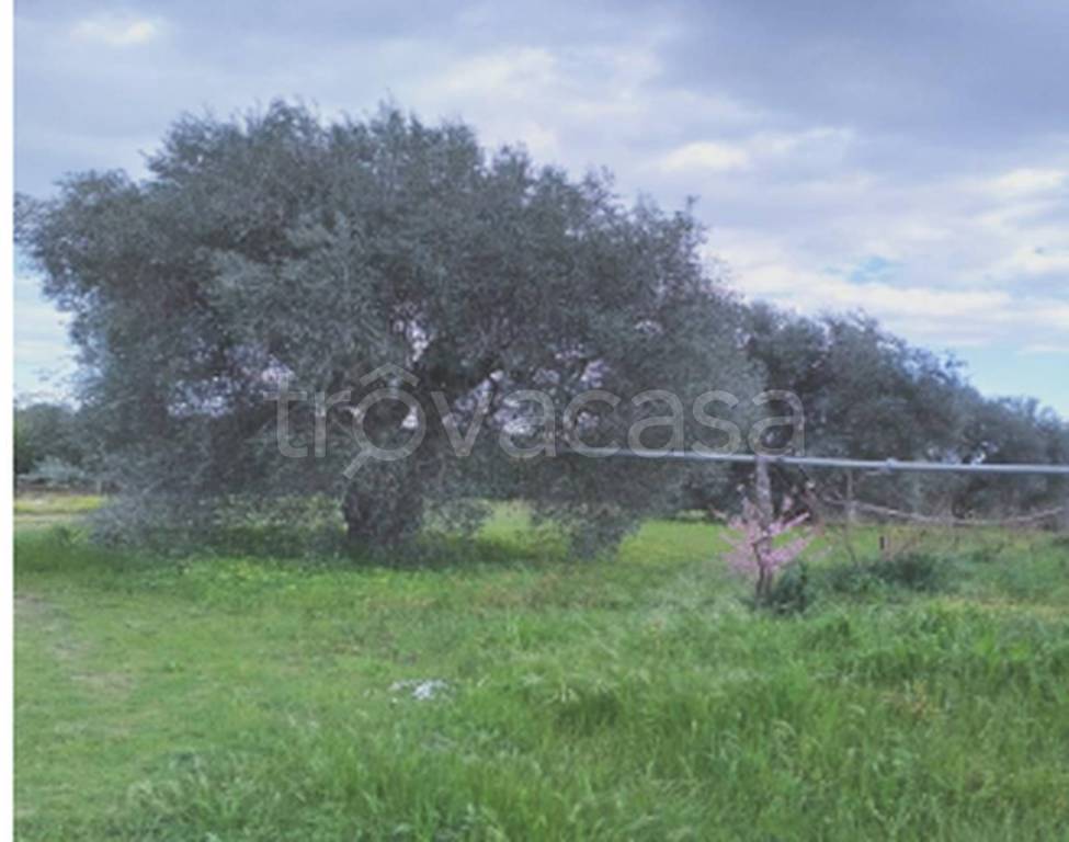 immagine annuncio 10 di 11