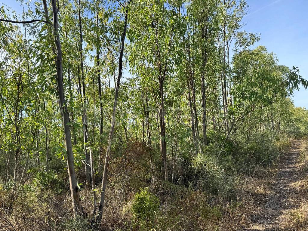 immagine annuncio 1 di 7