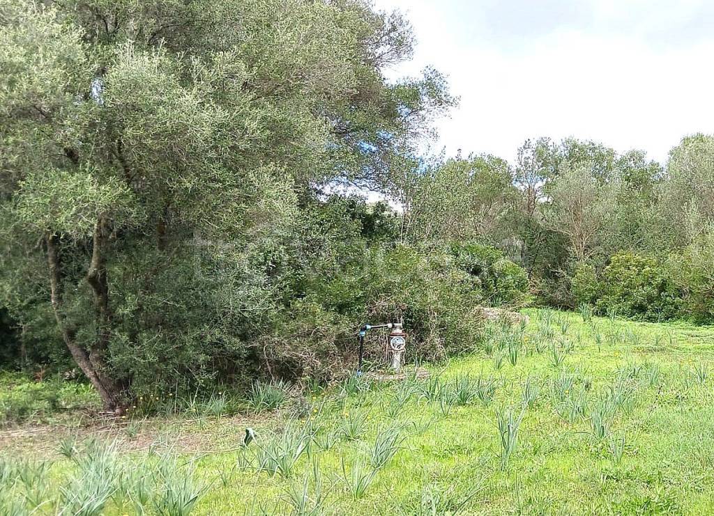 immagine annuncio 5 di 11