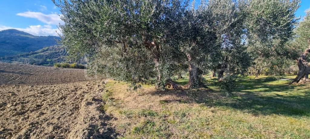 immagine annuncio 1 di 7