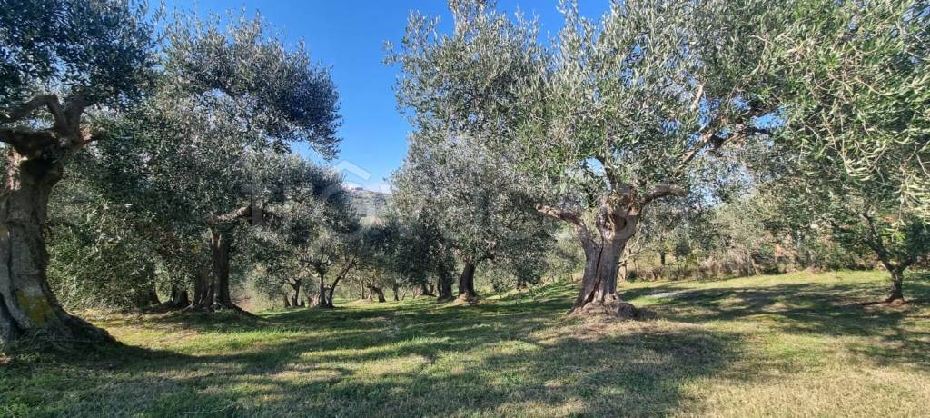 immagine annuncio 2 di 7