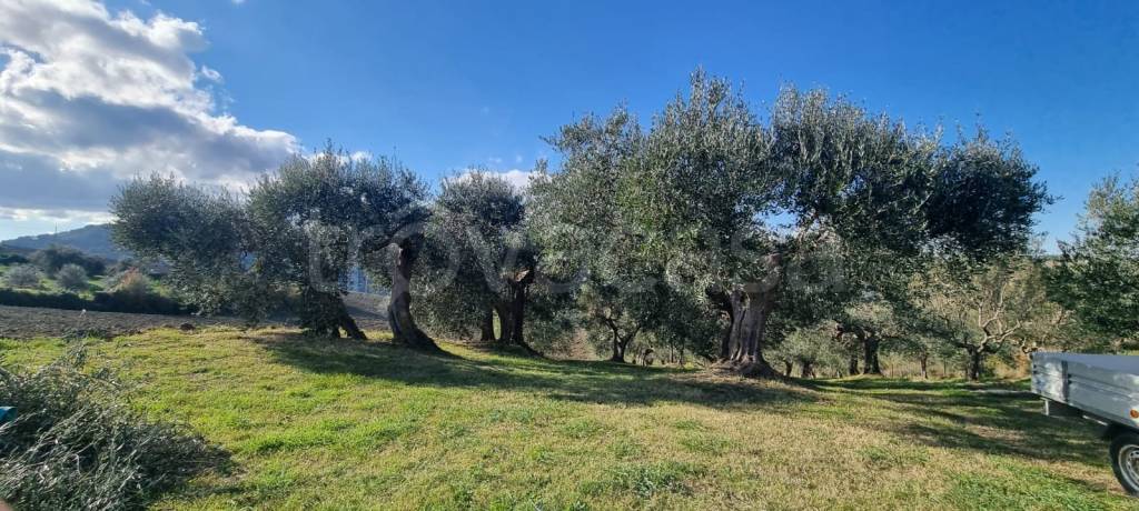 immagine annuncio 4 di 7