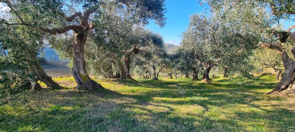 immagine annuncio 5 di 7