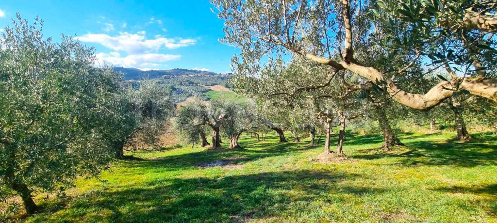 immagine annuncio 6 di 7