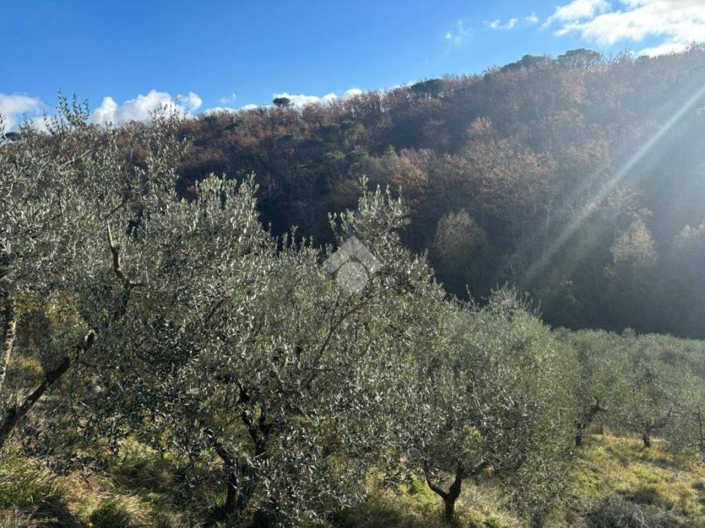 immagine annuncio 12 di 14