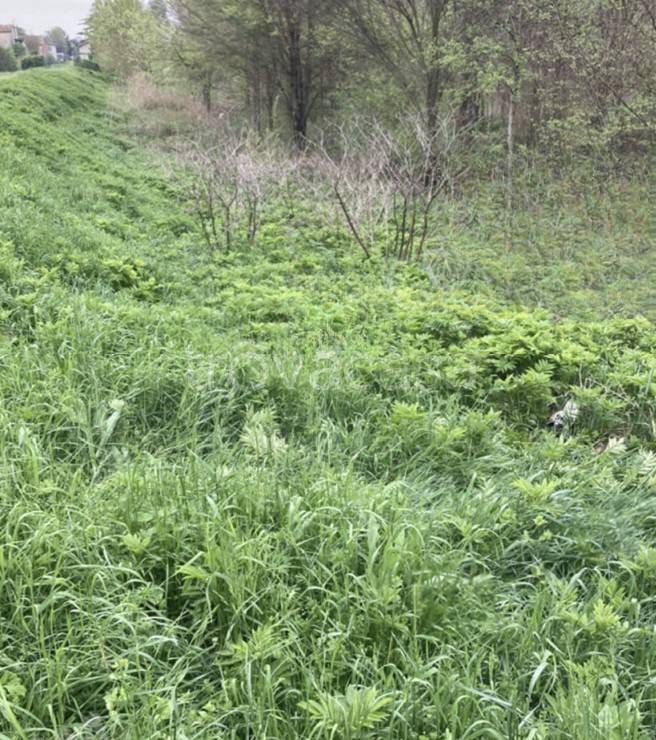 immagine annuncio 8 di 12