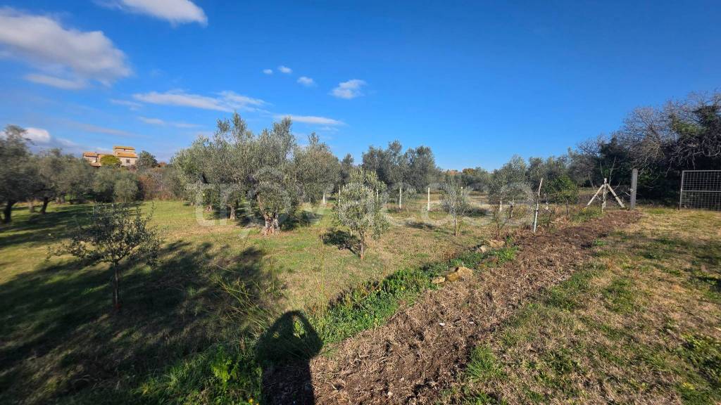 immagine annuncio 7 di 12