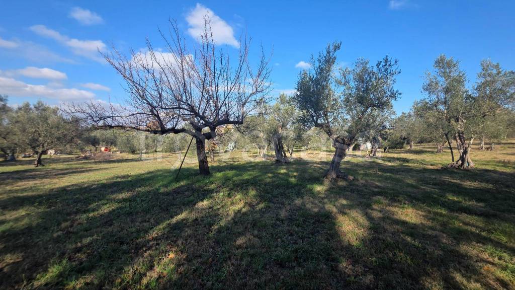 immagine annuncio 10 di 12