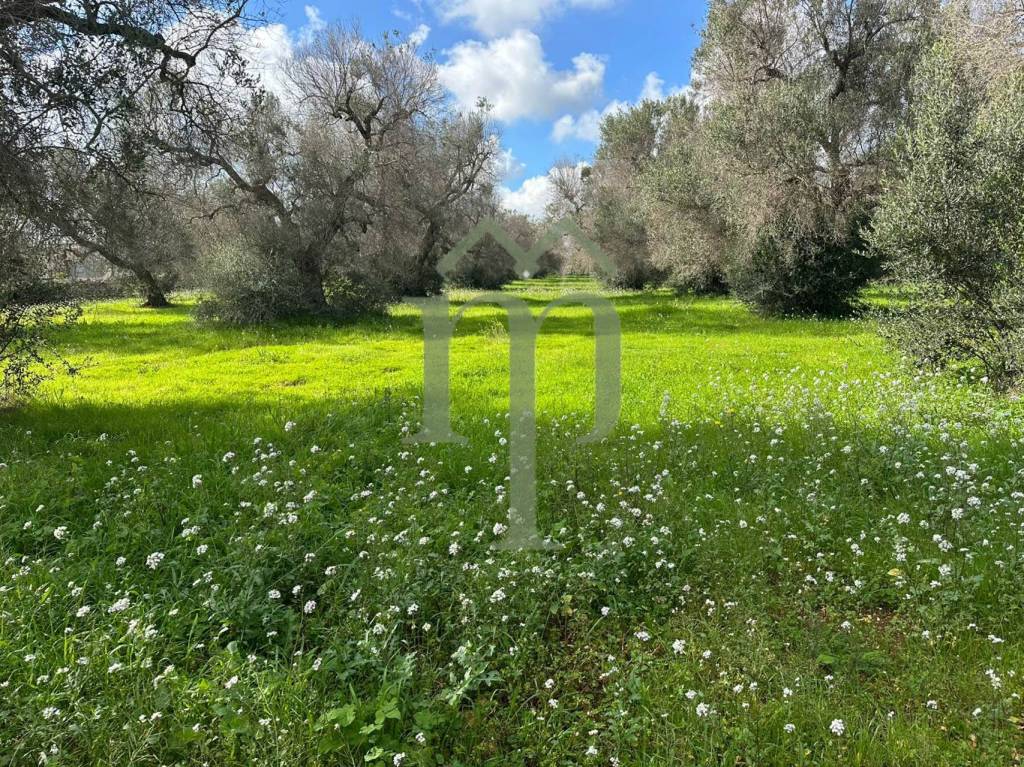 immagine annuncio 4 di 9