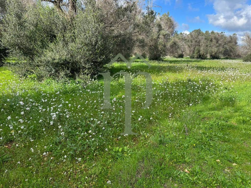 immagine annuncio 5 di 9