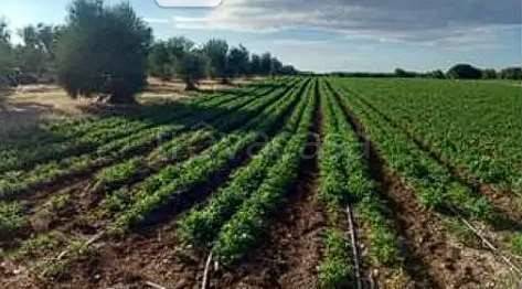 immagine annuncio 2 di 14