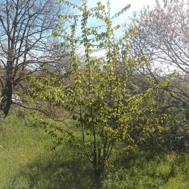 immagine annuncio 10 di 13