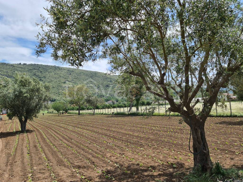 immagine annuncio 4 di 6