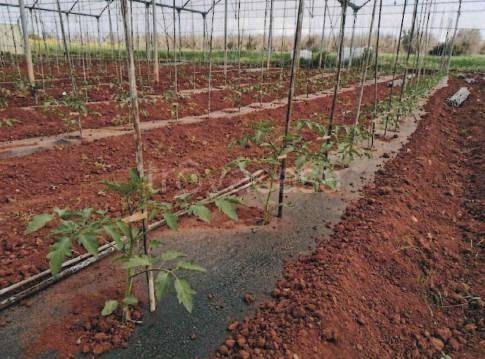 immagine annuncio 2 di 8