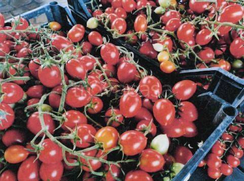 immagine annuncio 3 di 8