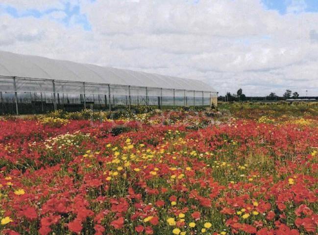 immagine annuncio 4 di 8