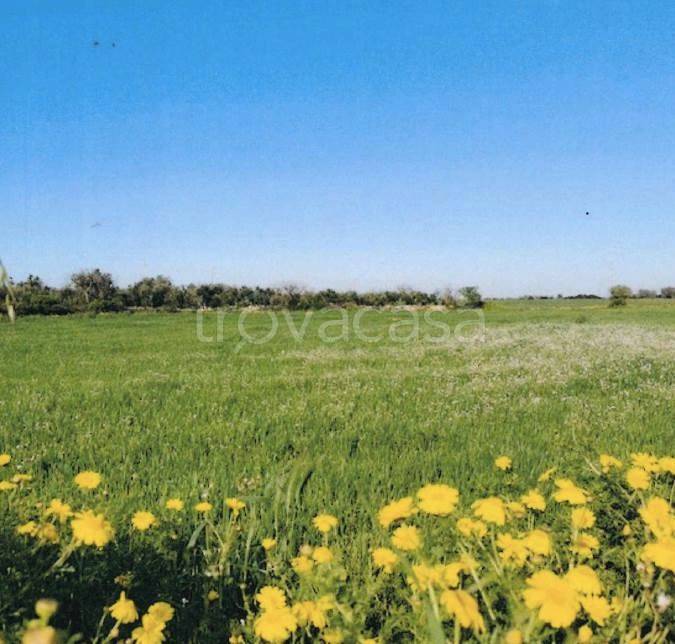 immagine annuncio 5 di 8