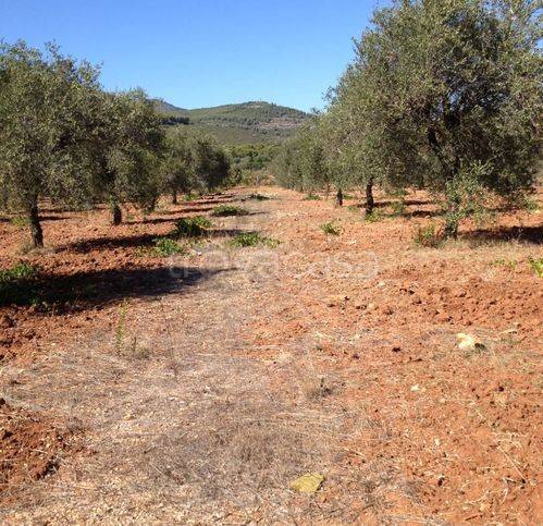 immagine annuncio 4 di 8