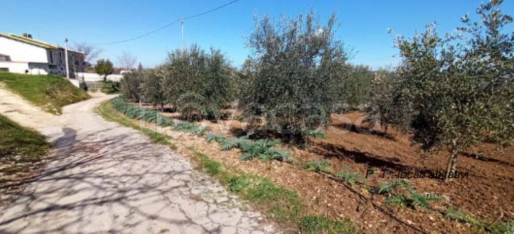 immagine annuncio 4 di 10