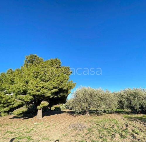 immagine annuncio 10 di 14