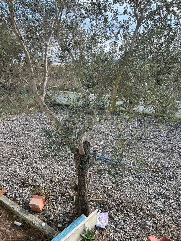 immagine annuncio 11 di 12