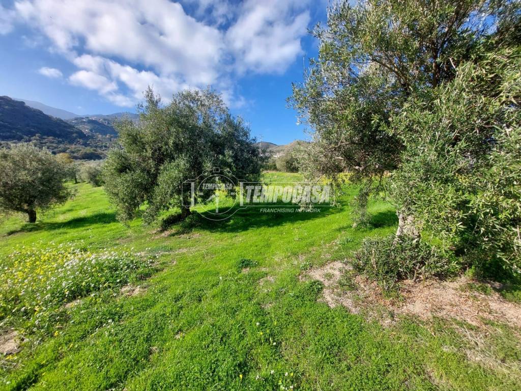 immagine annuncio 10 di 12